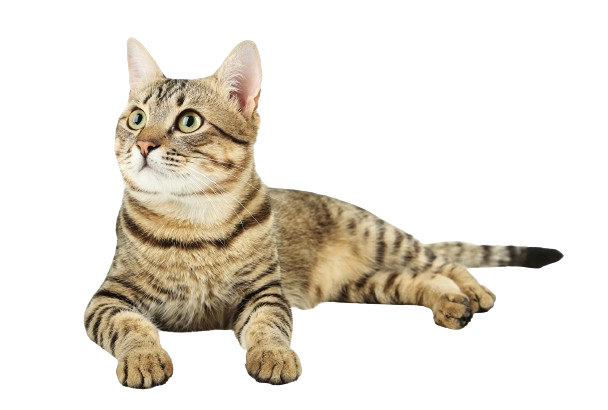 Gatos